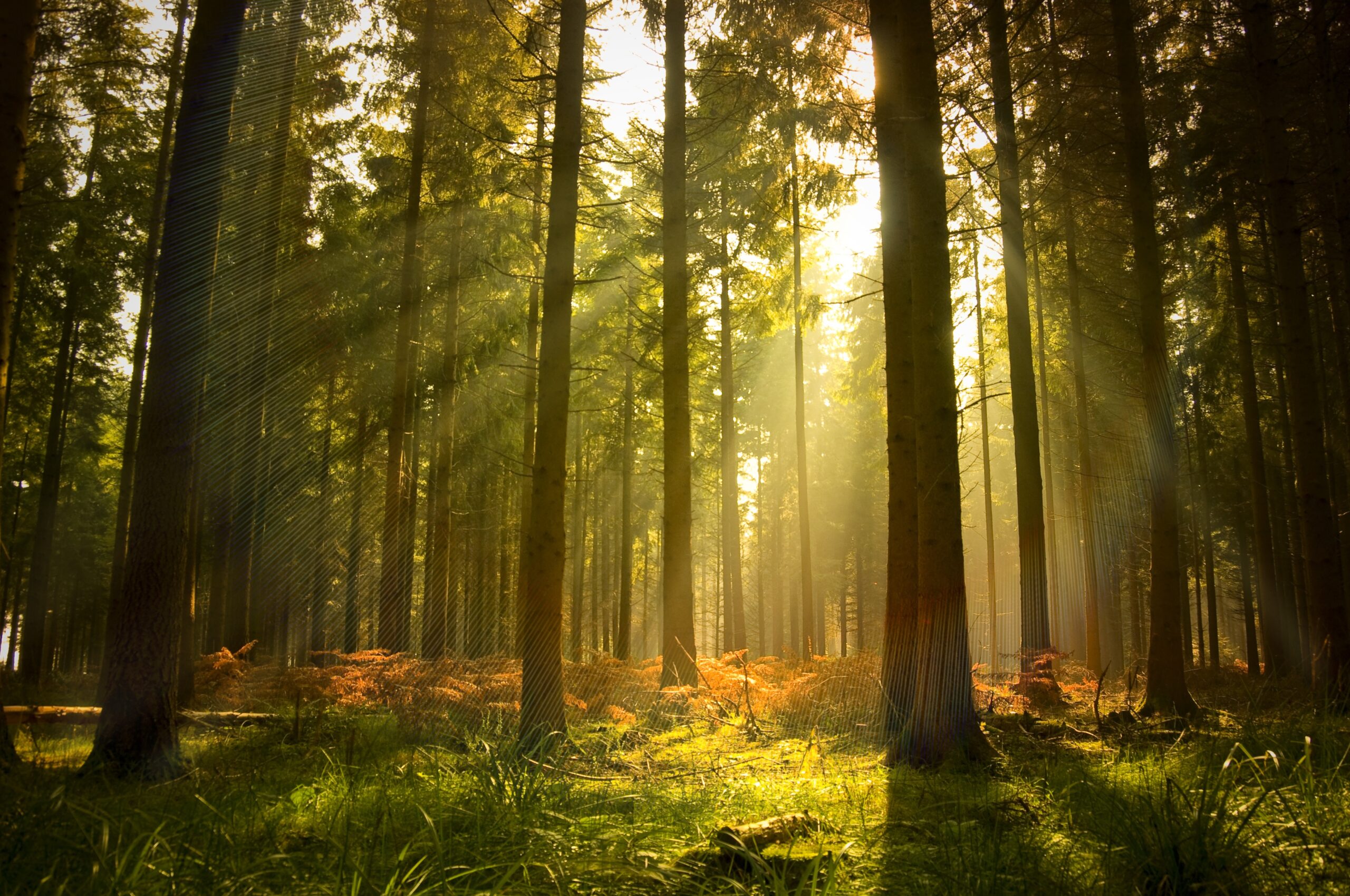 The birth of NLP…from seeds to full bloom